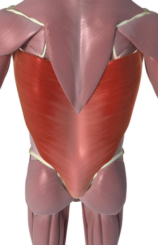 背部,动脉,静脉,骨骼,肌肉,健壮,无人,竖图,插画,室内,特写,白天,白色背景,正面,数码,科技,静物,阴影,网络,医学,骨头,高光,几何,计算机图形,合成,图画,肩膀,画,模型,健康,活力,力量,人体,青春,电脑合成图,数码合成图,骨架,生物学,强壮,漫画,生理学,写实,具体,具象,背阔肌,半身,彩图