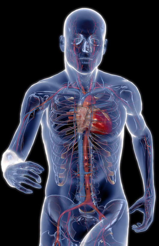 内脏,心脏,脊髓,动脉,静脉,骨骼,无人,竖图,插画,室内,特写,白天,正面,数码,科技,静物,阴影,黑色背景,网络,医学,骨头,高光,几何,计算机图形,合成,图画,画,红色,蓝色,模型,框架,人体,电脑合成图,数码合成图,骨架,生物学,人体器官,器官,漫画,心血管,心房,心室,生理学,写实,具体,具象,脊柱,心,半身,彩图