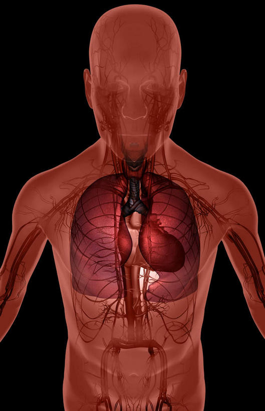 内脏,肺,心脏,肝脏,动脉,静脉,骨骼,肌肉,健壮,无人,竖图,插画,室内,特写,白天,白色背景,正面,数码,科技,静物,阴影,网络,医学,骨头,高光,几何,计算机图形,合成,图画,画,模型,健康,活力,力量,人体,青春,电脑合成图,数码合成图,骨架,生物学,强壮,器官,漫画,心血管,心房,心室,生理学,写实,具体,具象,肺部,肺脏,肝,心,半身,彩图