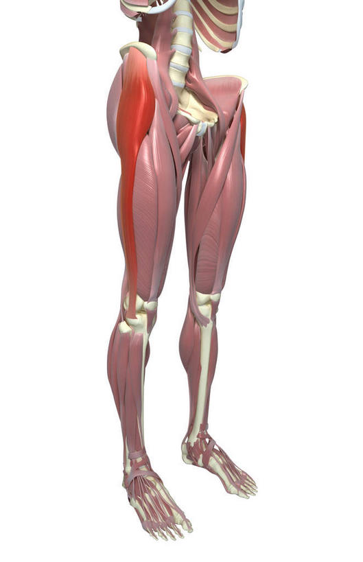 脊髓,动脉,静脉,骨骼,胸骨,肌肉,健壮,无人,竖图,插画,室内,特写,白天,白色背景,正面,数码,科技,静物,阴影,网络,医学,骨头,高光,几何,计算机图形,合成,图画,画,模型,健康,活力,力量,人体,青春,电脑合成图,数码合成图,骨架,生物学,强壮,漫画,生理学,写实,具体,具象,腓骨,跗骨,胸椎,腰骨,趾骨,股外侧肌,脊柱,半身,彩图