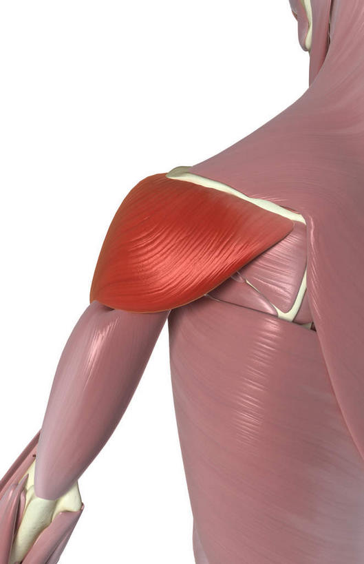 动脉,静脉,骨骼,胸骨,肋骨,骨盆,肌肉,健壮,无人,竖图,插画,室内,特写,白天,白色背景,正面,数码,科技,静物,阴影,网络,医学,骨头,高光,几何,计算机图形,合成,图画,画,模型,健康,活力,力量,人体,青春,电脑合成图,数码合成图,骨架,生物学,强壮,漫画,生理学,写实,具体,具象,尺骨,骶骨,髋骨,软肋骨,腰骨,腰肌,半身,彩图