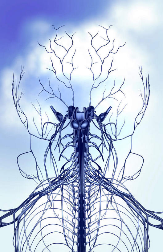 动脉,静脉,骨骼,无人,竖图,插画,室内,特写,白天,正面,数码,科技,静物,阴影,黑色背景,网络,医学,骨头,高光,几何,计算机图形,合成,图画,画,模型,人体,电脑合成图,数码合成图,骨架,生物学,漫画,生理学,写实,具体,具象,颈椎,颈丛,颈椎神经,彩图,神经系统