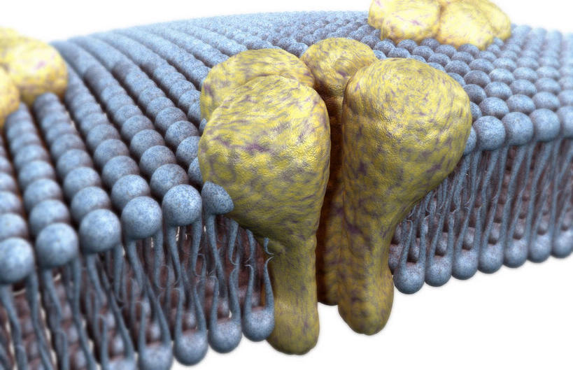 无人,横图,插画,室内,特写,白天,白色背景,正面,数码,科技,静物,阴影,网络,医学,细胞,高光,几何,计算机图形,合成,图画,画,电脑合成图,数码合成图,生物学,漫画,生理学,写实,具体,具象,细胞膜,氨基酸,彩图,细胞结构