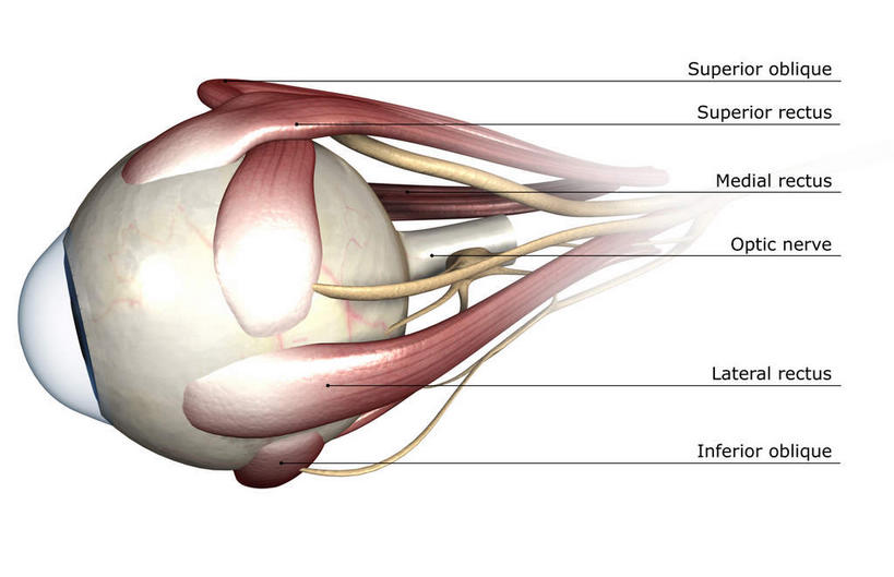 眼睛,无人,横图,插画,室内,特写,白天,白色背景,正面,数码,科技,瞳孔,阴影,网络,标志,文字,字符,字母,高光,几何,计算机图形,合成,图画,标识,画,眼部,电脑合成图,数码合成图,视网膜,眼球,器官,漫画,写实,具体,具象,巩膜,角膜,视觉器官,眼房,眼球壁,上直肌,下斜肌,眼,半身,彩图