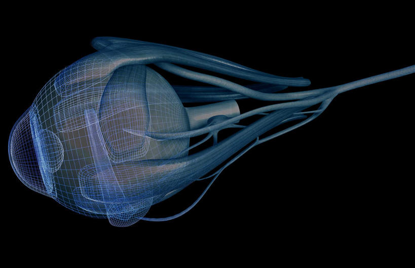 眼睛,无人,横图,插画,室内,特写,白天,正面,数码,科技,瞳孔,阴影,黑色背景,网络,高光,几何,计算机图形,合成,图画,画,眼部,电脑合成图,数码合成图,视网膜,眼球,器官,漫画,写实,具体,具象,巩膜,角膜,视觉器官,眼房,眼球壁,上直肌,下斜肌,眼,半身,彩图