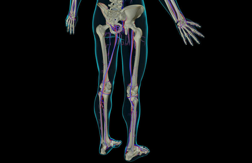 内脏,动脉,静脉,无人,横图,插画,室内,特写,白天,正面,数码,科技,静物,阴影,黑色背景,网络,医学,高光,几何,计算机图形,合成,图画,画,模型,人体,轮廓,电脑合成图,数码合成图,生物学,人体器官,器官,漫画,生理学,写实,具体,具象,股动脉,股静脉,胫后静脉,彩图