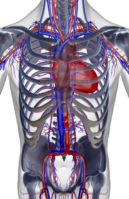 内脏,动脉,静脉,无人,竖图,插画,室内,特写,白天,白色背景,正面,数码,科技,静物,阴影,网络,医学,高光,几何,计算机图形,合成,图画,画,模型,人体,电脑合成图,数码合成图,生物学,人体器官,器官,漫画,生理学,写实,具体,具象,髂动脉,髂静脉,髂外动脉,髂外静脉,锁骨下动脉,锁骨下静脉,下腔静脉,降主动脉,彩图