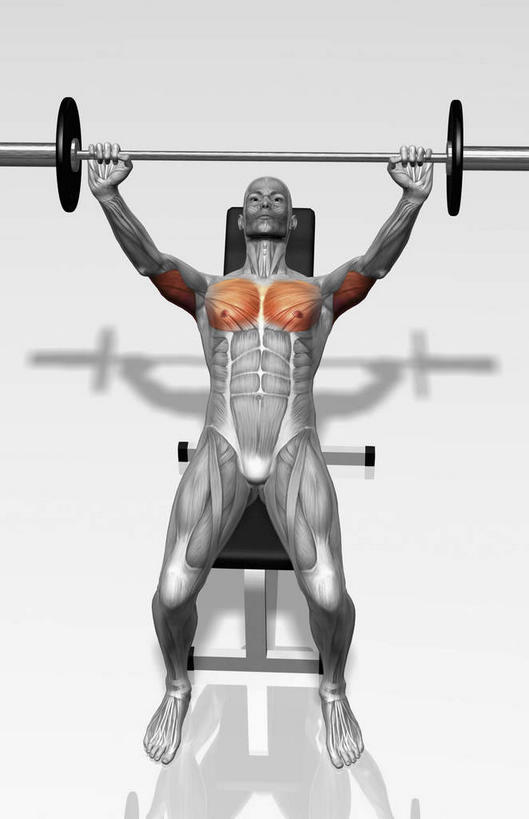 肌肉,健壮,无人,健身房,竖图,插画,室内,特写,白天,白色背景,正面,抽象,数码,科技,杠铃,阴影,网络,高光,几何,计算机图形,合成,图画,画,健康,活力,夸张,力量,青春,电脑合成图,数码合成图,强壮,胸肌,特效,漫画,深奥,二头肌,彩图