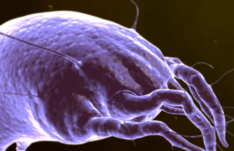 无人,横图,插画,室内,特写,白天,正面,数码,科技,阴影,黑色背景,微小,网络,细菌,医学,高光,几何,计算机图形,合成,图画,画,动物,电脑合成图,数码合成图,疾病,生物学,漫画,病菌,生理学,写实,具体,具象,传染,寄生,寄生虫,螨虫,彩图,微弱