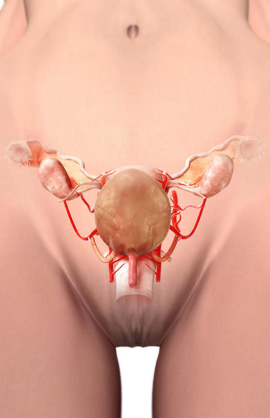 内脏,动脉,静脉,膀胱,卵巢,子宫,无人,竖图,插画,室内,特写,白天,白色背景,正面,数码,科技,静物,阴影,网络,医学,高光,几何,计算机图形,合成,图画,画,模型,人体,电脑合成图,数码合成图,生物学,人体器官,器官,漫画,输卵管,生理学,写实,具体,具象,子宫颈,女性生殖器官,彩图,生殖器官