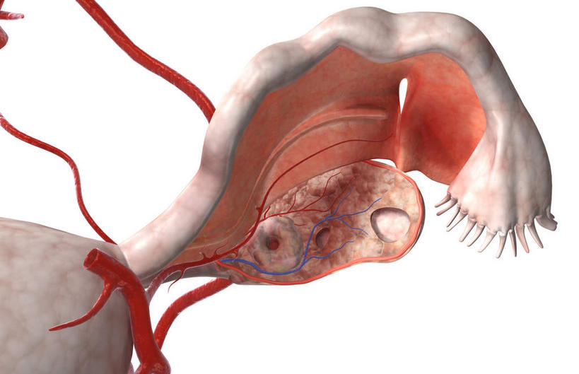 内脏,动脉,静脉,卵巢,子宫,阴道,无人,横图,插画,室内,特写,白天,白色背景,正面,数码,科技,静物,阴影,网络,医学,高光,几何,计算机图形,合成,图画,画,模型,人体,电脑合成图,数码合成图,生物学,人体器官,器官,漫画,输卵管,生理学,写实,具体,具象,彩图