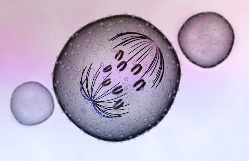 无人,横图,插画,室内,特写,白天,正面,数码,科技,静物,阴影,黑色背景,网络,医学,细胞,高光,几何,计算机图形,合成,图画,画,人体,电脑合成图,数码合成图,生物学,漫画,生理学,写实,具体,具象,有丝分裂,彩图