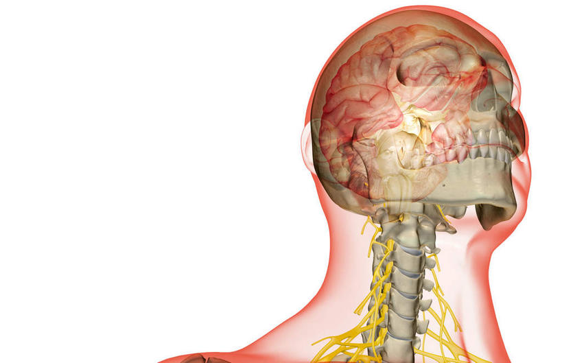 骨骼,无人,横图,插画,室内,特写,白天,白色背景,正面,数码,科技,静物,阴影,网络,医学,骨头,高光,几何,计算机图形,合成,图画,画,人体,电脑合成图,数码合成图,骨架,生物学,漫画,生理学,写实,具体,具象,颈神经,颈丛,彩图,神经系统