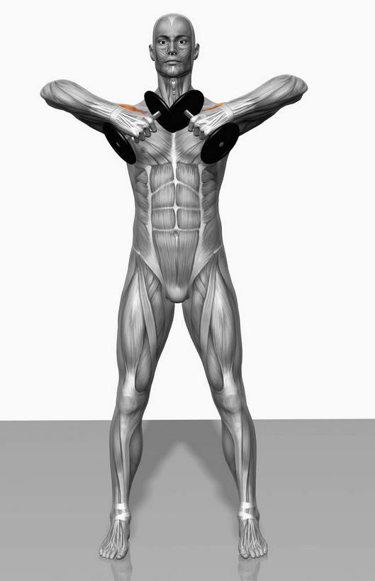 肌肉,健壮,无人,健身房,竖图,黑白,插画,室内,特写,白天,白色背景,正面,抽象,数码,科技,阴影,网络,高光,几何,计算机图形,合成,图画,画,健康,活力,夸张,力量,青春,电脑合成图,数码合成图,强壮,特效,漫画,深奥,背阔肌,二头肌,腓肠肌,前锯肌,比目鱼肌,腹外斜肌