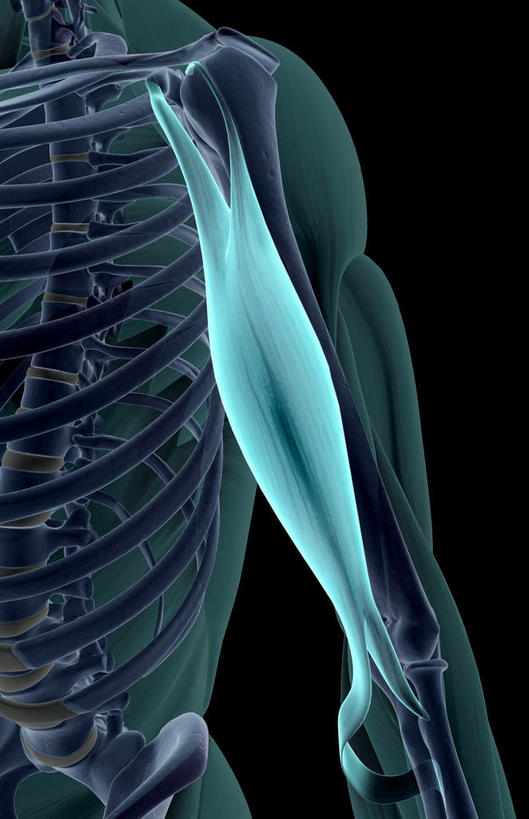 骨骼,肌肉,健壮,无人,竖图,插画,室内,特写,白天,正面,抽象,数码,科技,阴影,黑色背景,网络,骨头,高光,几何,计算机图形,合成,图画,画,健康,活力,夸张,力量,青春,电脑合成图,数码合成图,骨架,强壮,特效,漫画,深奥,二头肌,彩图