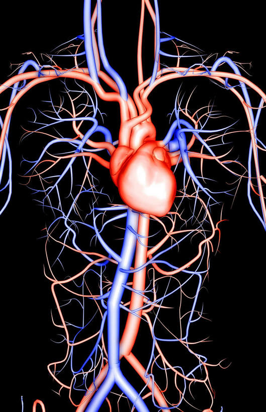 内脏,心脏,动脉,静脉,无人,竖图,插画,室内,特写,白天,正面,数码,科技,静物,阴影,黑色背景,网络,高光,几何,计算机图形,合成,图画,画,模型,人体,电脑合成图,数码合成图,生物学,心血管系统,器官,漫画,心血管,心房,心室,生理学,写实,具体,具象,心,彩图