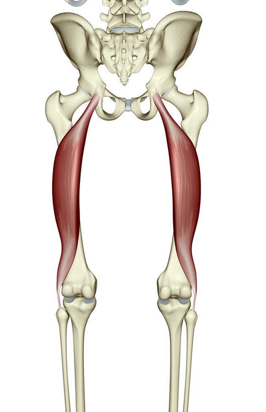 骨骼,肌肉,健壮,无人,竖图,插画,室内,特写,白天,白色背景,正面,抽象,数码,科技,阴影,网络,骨头,高光,几何,计算机图形,合成,图画,画,健康,活力,夸张,力量,青春,电脑合成图,数码合成图,骨架,强壮,特效,漫画,深奥,股二头肌,彩图