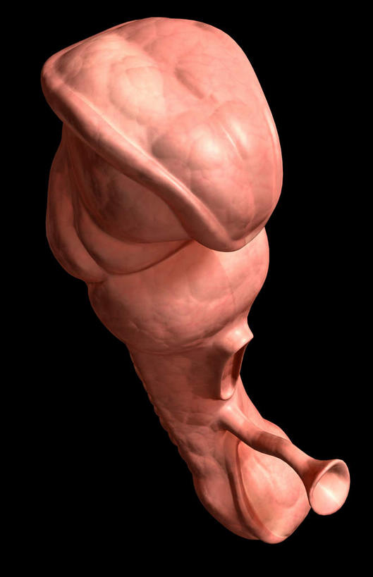 无人,竖图,插画,室内,特写,白天,正面,数码,科技,阴影,黑色背景,科学,网络,医学,高光,几何,计算机图形,合成,图画,画,怀孕,生长,成长,电脑合成图,数码合成图,医疗,胎儿,科学技术,发育,人工受精,漫画,孕育,试管婴儿,写实,具体,具象,彩图,胚胎,体外受精,体外受孕