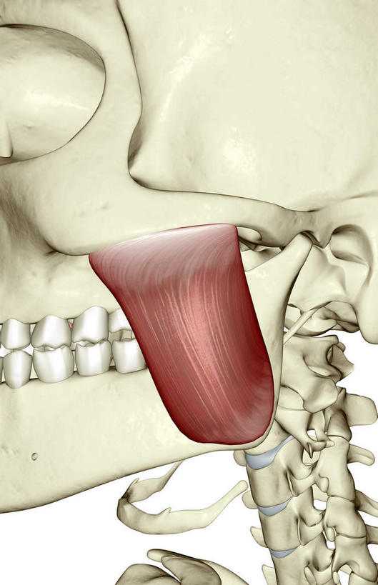 骨骼,肌肉,健壮,无人,竖图,插画,室内,特写,白天,白色背景,正面,抽象,数码,科技,阴影,网络,骨头,高光,几何,计算机图形,合成,图画,画,健康,活力,夸张,力量,青春,电脑合成图,数码合成图,骨架,强壮,特效,漫画,深奥,肱三头肌,彩图