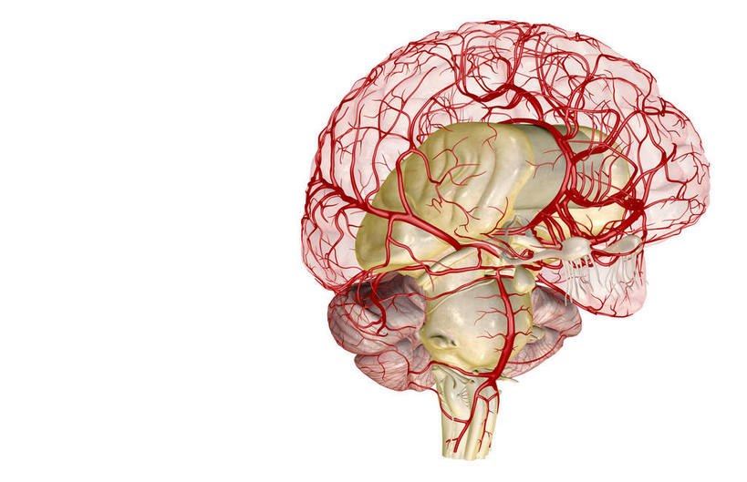脑,无人,横图,插画,室内,特写,白天,白色背景,正面,数码,科技,大脑,阴影,网络,高光,几何,计算机图形,合成,图画,画,电脑合成图,数码合成图,漫画,小脑,写实,具体,具象,基底节,中脑,大脑皮质,脑部,脑子,彩图