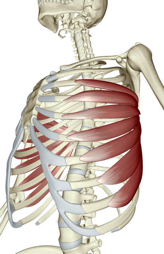 骨骼,肌肉,健壮,无人,竖图,插画,室内,特写,白天,白色背景,正面,抽象,数码,科技,阴影,网络,骨头,高光,几何,计算机图形,合成,图画,画,健康,活力,夸张,力量,青春,电脑合成图,数码合成图,骨架,强壮,特效,漫画,深奥,前锯肌,彩图