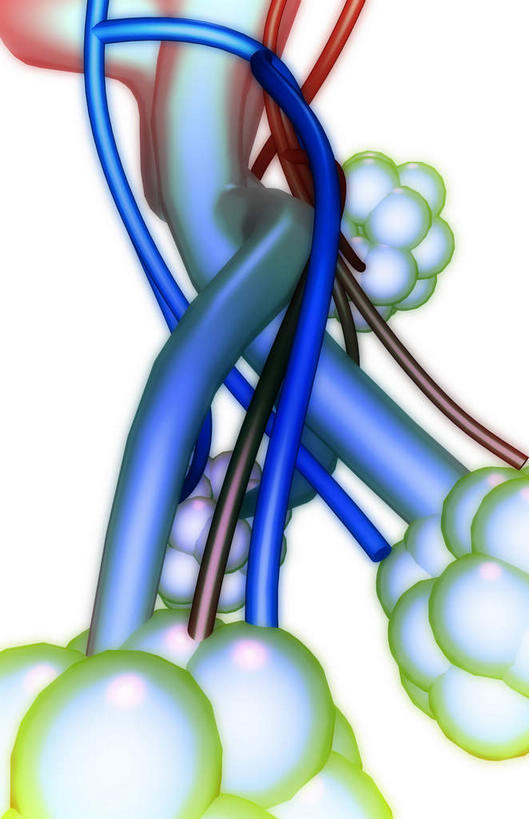 内脏,肺,动脉,静脉,无人,竖图,插画,室内,特写,白天,白色背景,正面,数码,科技,静物,阴影,网络,医学,高光,几何,计算机图形,合成,图画,画,模型,人体,电脑合成图,数码合成图,生物学,人体器官,器官,漫画,生理学,写实,具体,具象,肺泡,肺部,肺脏,彩图