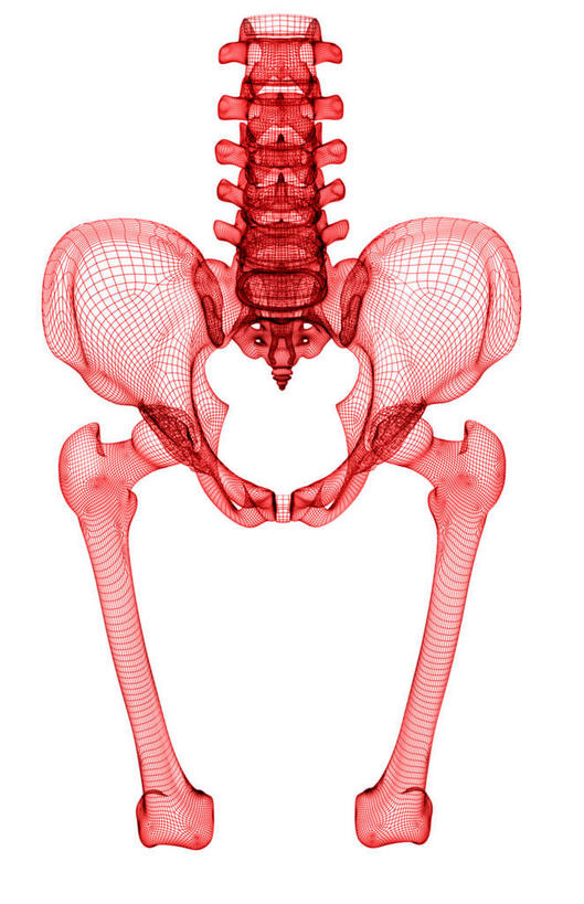 动脉,静脉,骨骼,骨盆,无人,竖图,插画,室内,特写,白天,白色背景,正面,数码,科技,静物,阴影,局部,网络,医学,骨头,高光,几何,计算机图形,合成,图画,画,模型,人体,电脑合成图,数码合成图,骨架,生物学,漫画,生理学,写实,具体,具象,骶骨,股骨,尾骨,髂骨,腰椎,坐骨,彩图