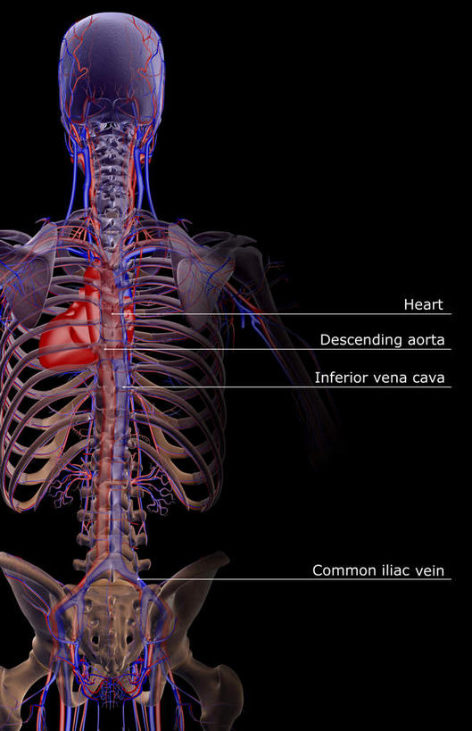 血管,无人,竖图,插画,室内,特写,白天,正面,数码,科技,静物,阴影,黑色背景,局部,网络,医学,英文,标志,文字,字符,字母,高光,几何,计算机图形,合成,图画,标识,画,人体,英文字母,部分,电脑合成图,数码合成图,生物学,漫画,生理学,写实,具体,具象,肋间动脉,肋间静脉,半身,彩图