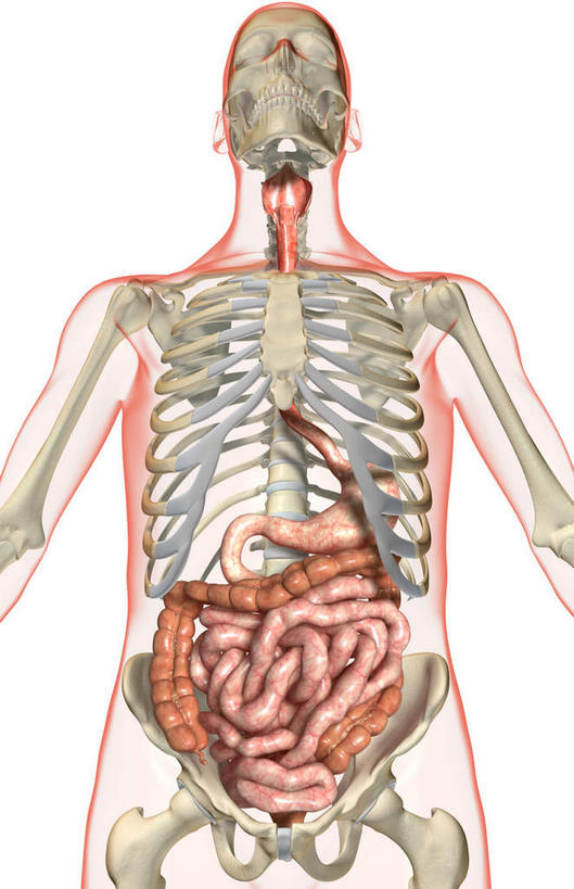 腹部,内脏,肠,动脉,静脉,骨骼,十二指肠,无人,竖图,插画,x光片,室内,特写,白天,白色背景,正面,数码,科技,静物,阴影,局部,辐射,科学,网络,医学,骨头,高光,几何,计算机图形,合成,图画,画,模型,人体,皮肤,部分,电脑合成图,数码合成图,骨架,医疗,生物学,人体器官,科学技术,x射线,器官,x光,漫画,生理学,写实,具体,具象,横结肠,降结肠,空肠,升结肠,乙状结肠,咽,大肠,盲肠,小肠,直肠,半身,彩图,消化系统,电磁波,电磁辐射
