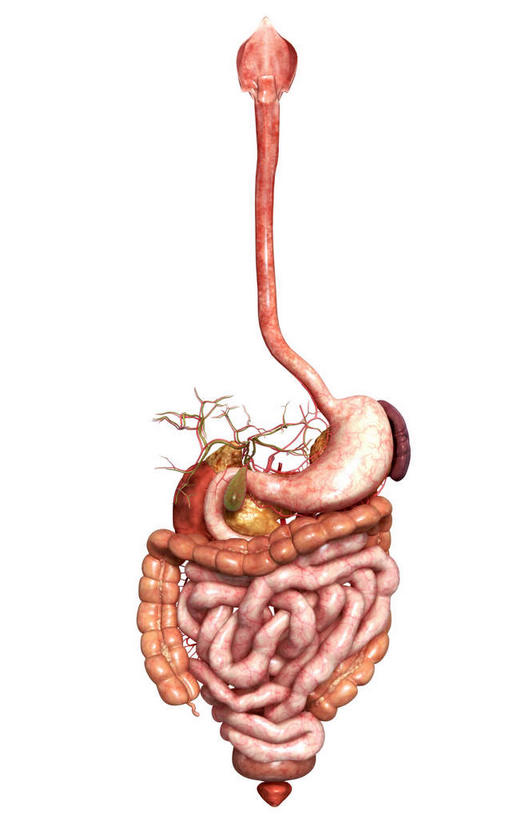 腹部,内脏,胰腺,脾,肠,动脉,静脉,胆囊,肛门,十二指肠,无人,竖图,插画,室内,特写,白天,白色背景,正面,数码,科技,静物,阴影,局部,网络,医学,高光,几何,计算机图形,合成,图画,画,模型,人体,部分,电脑合成图,数码合成图,生物学,人体器官,器官,漫画,生理学,写实,具体,具象,肾上腺,胆总管,横结肠,结肠,空肠,升结肠,乙状结肠,咽,大肠,盲肠,小肠,直肠,彩图,消化系统