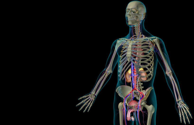 内脏,肾脏,动脉,静脉,骨骼,阴茎,无人,站,横图,插画,x光片,室内,特写,白天,正面,数码,科技,静物,阴影,黑色背景,局部,辐射,科学,网络,医学,骨头,高光,几何,计算机图形,合成,图画,画,模型,站着,人体,皮肤,部分,电脑合成图,数码合成图,骨架,医疗,生物学,人体器官,科学技术,x射线,器官,x光,漫画,泌尿系统,输尿管,生理学,写实,具体,具象,肾上腺,男性生殖器官,站立,半身,彩图,生殖器官,电磁波,电磁辐射