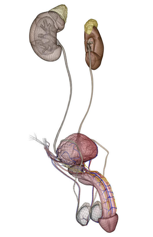动脉,静脉,阴茎,睾丸,无人,竖图,插画,室内,特写,白天,白色背景,正面,数码,科技,静物,阴影,局部,网络,医学,高光,几何,计算机图形,合成,图画,画,模型,人体,部分,电脑合成图,数码合成图,生物学,人体器官,器官,漫画,泌尿系统,输尿管,生理学,写实,具体,具象,肾上腺,男性生殖器官,彩图,生殖器官