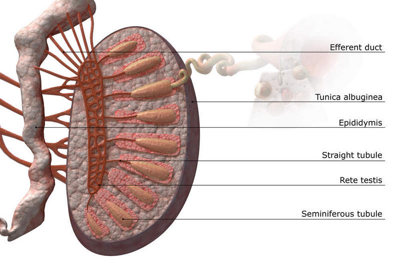 动脉,静脉,睾丸,无人,横图,插画,室内,特写,白天,白色背景,正面,数码,科技,静物,阴影,局部,网络,医学,英文,标志,文字,字符,字母,高光,几何,计算机图形,合成,图画,标识,画,精子,模型,人体,英文字母,部分,电脑合成图,数码合成图,生物学,人体器官,器官,漫画,生理学,写实,具体,具象,附睾,输精管,曲细精管,彩图