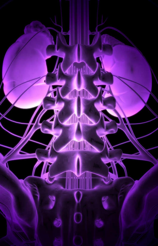 内脏,肾脏,动脉,静脉,无人,竖图,插画,室内,特写,白天,正面,数码,科技,静物,阴影,黑色背景,局部,网络,医学,光芒,高光,几何,计算机图形,合成,图画,画,紫色,模型,马尾,人体,部分,电脑合成图,数码合成图,生物学,人体器官,器官,漫画,泌尿系统,输尿管,生理学,写实,具体,具象,肾上腺,骶丛,腰丛,盆腔,彩图