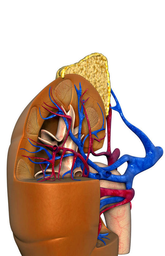 内脏,肾脏,动脉,静脉,无人,竖图,插画,室内,特写,白天,白色背景,正面,数码,科技,静物,阴影,局部,网络,医学,高光,几何,计算机图形,合成,图画,画,模型,人体,部分,电脑合成图,数码合成图,生物学,人体器官,器官,漫画,生理学,写实,具体,具象,肾上腺,肾动脉,肾静脉,弓状动脉,段动脉,彩图