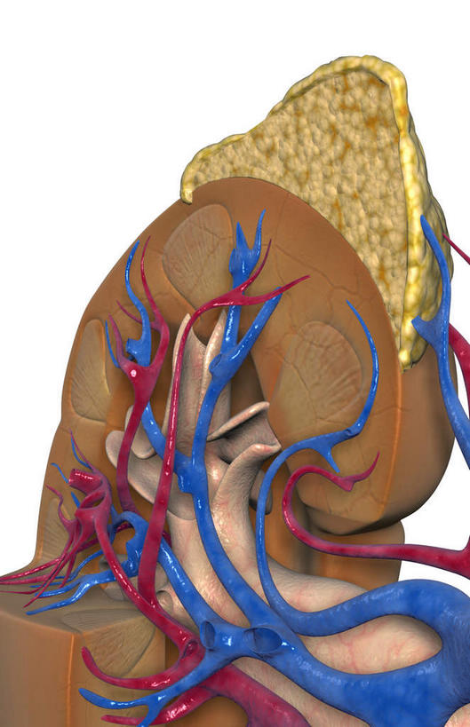 内脏,肾脏,动脉,静脉,血管,无人,竖图,插画,室内,特写,白天,白色背景,正面,数码,科技,静物,阴影,局部,网络,医学,高光,几何,计算机图形,合成,图画,画,模型,人体,部分,电脑合成图,数码合成图,生物学,人体器官,器官,漫画,生理学,写实,具体,具象,肾上腺,肾动脉,肾静脉,弓状动脉,段动脉,彩图