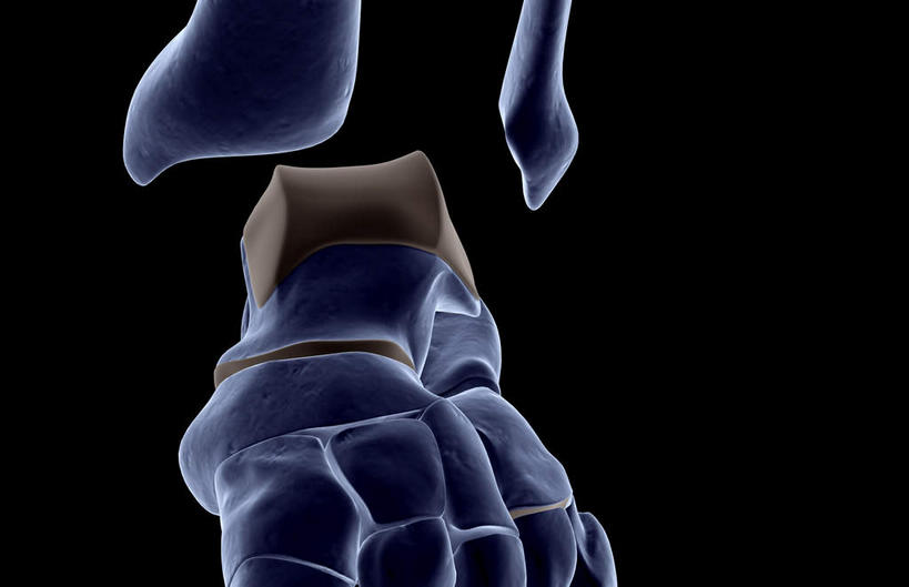 脚,脚趾,动脉,静脉,骨骼,脚后跟,脚背,踝,无人,横图,插画,室内,特写,白天,正面,数码,科技,静物,阴影,黑色背景,局部,网络,医学,骨头,光芒,高光,几何,计算机图形,合成,图画,画,模型,人体,部分,电脑合成图,数码合成图,骨架,生物学,漫画,生理学,写实,具体,具象,跗骨,蹠骨,脚底,半身,彩图