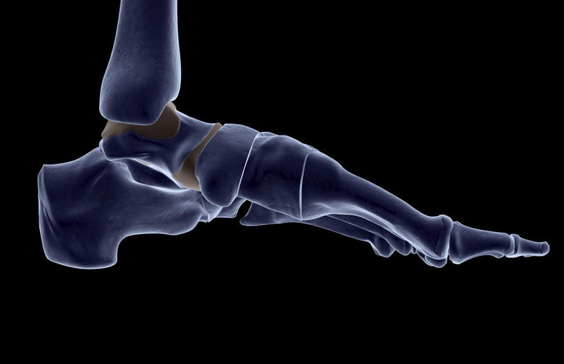 腿部,脚,脚趾,动脉,静脉,骨骼,脚后跟,脚背,踝,腿,无人,横图,插画,x光片,室内,特写,白天,正面,数码,科技,静物,阴影,黑色背景,局部,辐射,科学,网络,医学,骨头,光芒,高光,几何,计算机图形,合成,图画,画,模型,人体,部分,电脑合成图,数码合成图,骨架,医疗,生物学,科学技术,x射线,x光,漫画,生理学,写实,具体,具象,跗骨,趾骨,蹠骨,脚底,半身,彩图,电磁波,电磁辐射