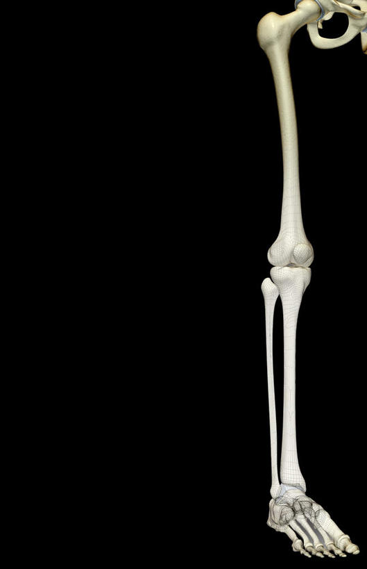 动脉,静脉,骨骼,无人,竖图,插画,室内,特写,白天,正面,数码,科技,静物,阴影,黑色背景,局部,网络,医学,骨头,高光,几何,计算机图形,合成,图画,画,模型,人体,部分,电脑合成图,数码合成图,骨架,生物学,漫画,生理学,写实,具体,具象,髌骨,腓骨,跗骨,股骨,胫骨,髋骨,趾骨,蹠骨,半身,彩图
