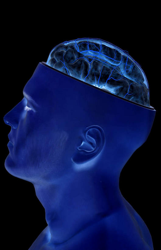 动脉,静脉,无人,竖图,插画,室内,特写,白天,正面,数码,科技,静物,大脑,阴影,黑色背景,局部,网络,医学,光芒,高光,几何,计算机图形,合成,图画,画,蓝色,模型,人体,部分,电脑合成图,数码合成图,生物学,人体器官,器官,沟壑,漫画,小脑,脑干,生理学,写实,具体,具象,大脑皮层,顶叶,端脑,额叶,沟,灰质,回,间脑,颞叶,大脑皮质,半身,彩图