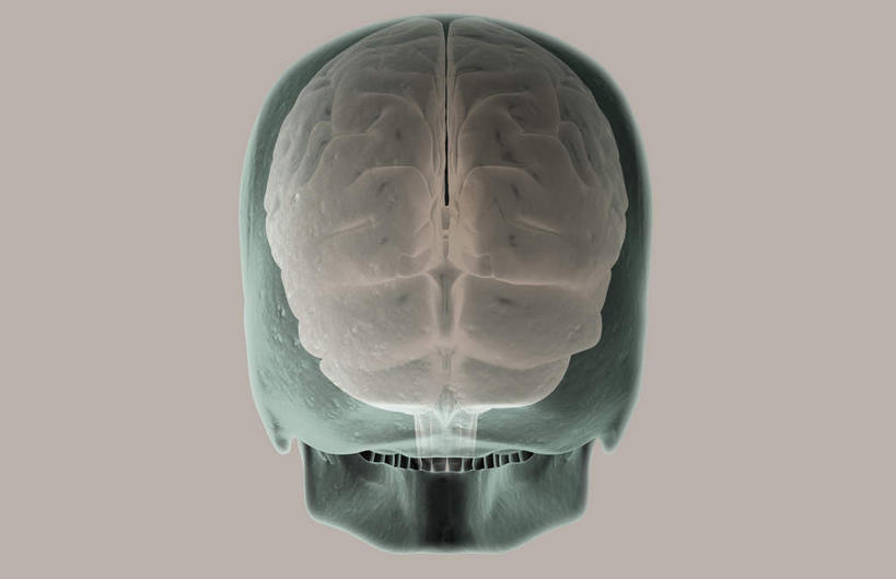 动脉,静脉,无人,横图,插画,室内,特写,白天,白色背景,正面,数码,科技,静物,大脑,阴影,局部,网络,医学,光芒,高光,几何,计算机图形,合成,图画,画,红色,模型,人体,部分,电脑合成图,数码合成图,生物学,器官,沟壑,漫画,小脑,脑干,生理学,写实,具体,具象,大脑皮层,端脑,沟,灰质,回,间脑,枕叶,彩图