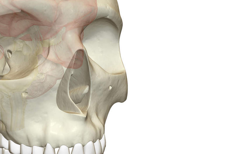 颅骨,动脉,静脉,骨骼,无人,横图,插画,室内,特写,白天,白色背景,正面,数码,科技,静物,大脑,阴影,局部,网络,医学,骨头,光芒,高光,几何,计算机图形,合成,图画,画,红色,模型,人体,部分,电脑合成图,数码合成图,骨架,生物学,器官,沟壑,漫画,小脑,脑干,生理学,写实,具体,具象,鼻骨,大脑皮层,顶骨,端脑,额骨,额叶,沟,灰质,回,间脑,颞骨,枕叶,下颌骨,颧骨,头盖骨,半身,彩图