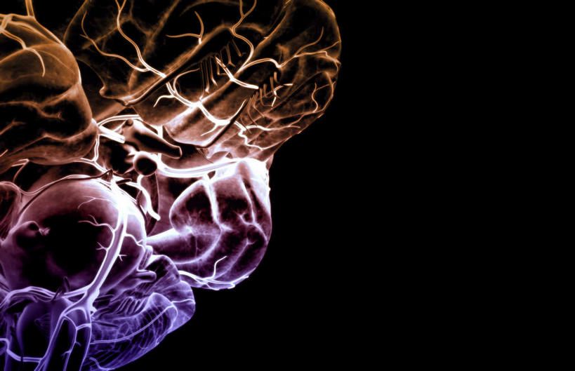 动脉,静脉,血管,无人,横图,插画,室内,特写,白天,正面,数码,科技,静物,大脑,阴影,黑色背景,局部,网络,医学,光芒,高光,几何,计算机图形,合成,图画,画,模型,人体,部分,电脑合成图,数码合成图,生物学,器官,沟壑,漫画,小脑,脑干,生理学,写实,具体,具象,大脑皮层,端脑,沟,灰质,回,间脑,脑动脉,彩图