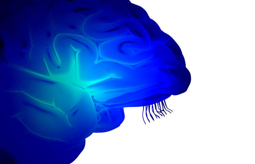 动脉,静脉,无人,横图,插画,室内,特写,白天,白色背景,正面,数码,科技,静物,大脑,阴影,局部,网络,医学,光芒,高光,几何,计算机图形,合成,图画,画,蓝色,模型,皮质,人体,部分,电脑合成图,数码合成图,生物学,器官,沟壑,漫画,小脑,脑干,生理学,写实,具体,具象,大脑皮层,端脑,沟,灰质,回,间脑,颅神经,岛叶,彩图