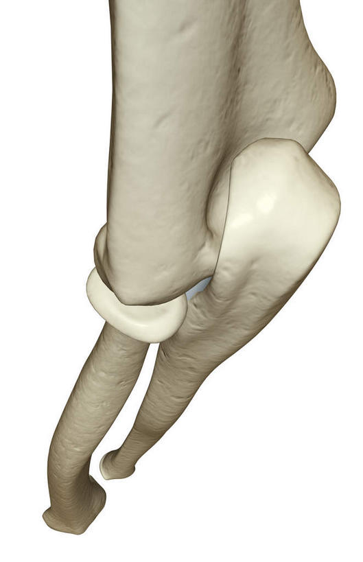 动脉,静脉,骨骼,无人,竖图,插画,室内,特写,白天,正面,数码,科技,静物,阴影,黑色背景,局部,网络,医学,骨头,高光,几何,计算机图形,合成,图画,画,模型,人体,部分,电脑合成图,数码合成图,骨架,生物学,漫画,生理学,写实,具体,具象,手肘,肘骨,半身,彩图