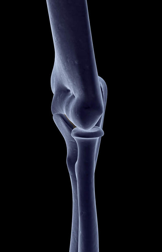 动脉,静脉,骨骼,无人,竖图,插画,x光片,室内,特写,白天,正面,数码,科技,静物,阴影,黑色背景,局部,辐射,科学,网络,医学,骨头,光芒,高光,几何,计算机图形,合成,图画,画,模型,人体,部分,电脑合成图,数码合成图,骨架,医疗,生物学,科学技术,x射线,x光,漫画,生理学,写实,具体,具象,手肘,肘骨,半身,彩图,电磁波,电磁辐射