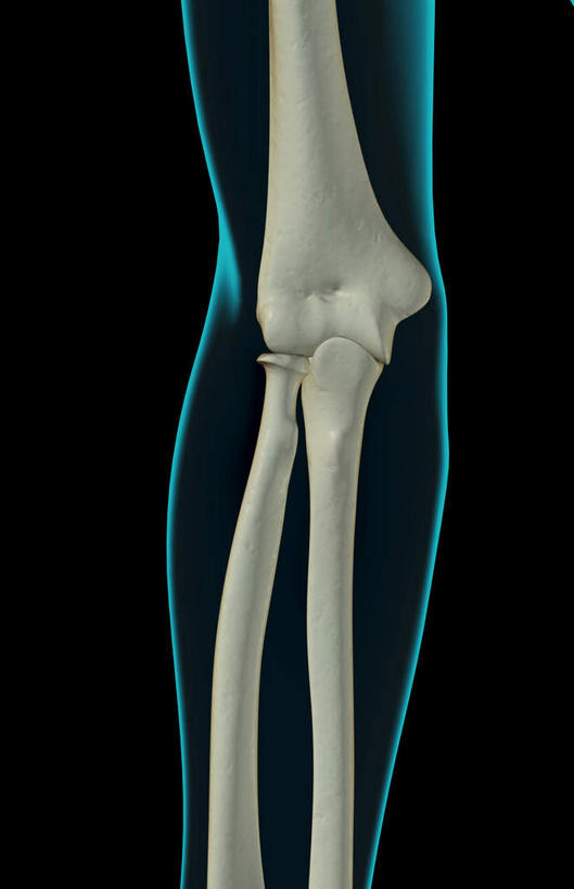 动脉,静脉,骨骼,无人,竖图,插画,室内,特写,白天,正面,数码,科技,静物,阴影,黑色背景,局部,网络,医学,骨头,光芒,高光,几何,计算机图形,合成,图画,画,模型,人体,部分,电脑合成图,数码合成图,骨架,生物学,漫画,生理学,写实,具体,具象,手肘,内上髁,外侧髁,外上髁,半身,彩图