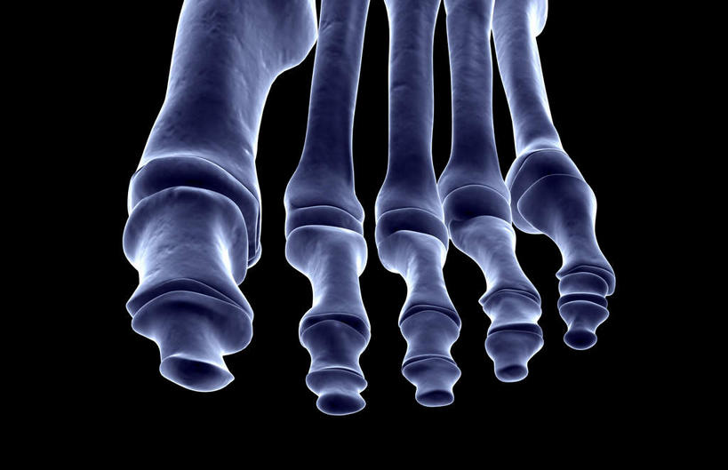 腿部,脚,脚趾,动脉,静脉,骨骼,脚后跟,脚背,踝,腿,无人,医院,横图,插画,x光片,室内,特写,白天,正面,数码,科技,静物,阴影,局部,辐射,科学,网络,医学,骨头,高光,几何,计算机图形,合成,图画,画,模型,人体,部分,电脑合成图,数码合成图,骨架,医疗,生物学,科学技术,x射线,x光,漫画,医疗机构,生理学,写实,具体,具象,跗骨,趾骨,蹠骨,脚底,半身,彩图,病院,诊所,电磁波,电磁辐射