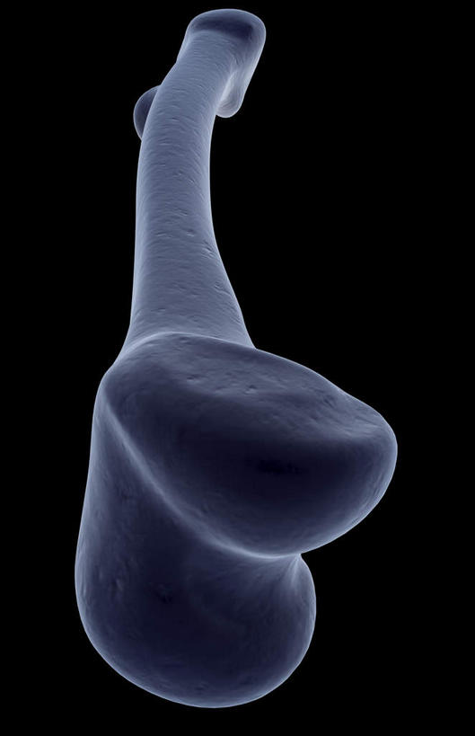 动脉,静脉,骨骼,无人,竖图,插画,x光片,室内,特写,白天,正面,数码,科技,静物,阴影,黑色背景,局部,辐射,科学,网络,医学,骨头,光芒,高光,几何,计算机图形,合成,图画,画,模型,人体,部分,电脑合成图,数码合成图,骨架,医疗,生物学,科学技术,x射线,x光,漫画,生理学,写实,具体,具象,胫骨,股骨髁骨,半身,彩图,电磁波,电磁辐射