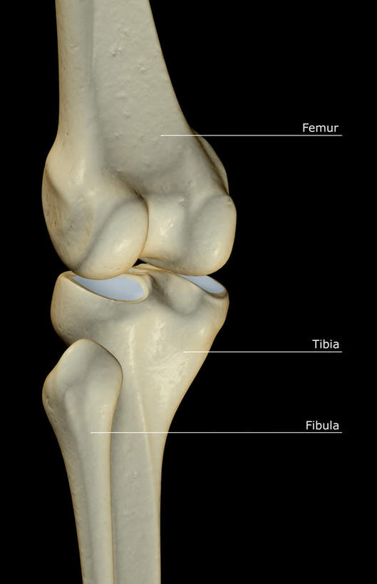 动脉,静脉,骨骼,无人,竖图,插画,室内,特写,白天,正面,数码,科技,静物,阴影,黑色背景,局部,网络,医学,英文,标志,文字,字符,字母,骨头,高光,几何,计算机图形,合成,图画,标识,画,模型,人体,英文字母,部分,电脑合成图,数码合成图,骨架,生物学,漫画,生理学,写实,具体,具象,髌骨,内上髁,外侧髁,外上髁,半身,彩图
